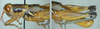 Melanoplus aridus (Scudder, 1878): male. (Otu).