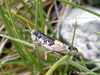 CollectionObject 1591465; 4743c62b-60f4-4c2a-8023-c839d19979c5: male (AL: Chika Mt., above Llogara Pass). (CollectionObject).