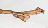 CollectionObject 1559379; NMW 307, 5bcbf320-07a8-4072-a0c5-968e84d6020b: copyright NMW, Vienna. male: end of abdomen, lateral view (holotype). (CollectionObject).