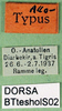 CollectionObject 1595979; d327139c-975d-4418-ab79-5cf6f34dd82f, DORSA BTtesnolS02: labels (paralectotype). (CollectionObject).
