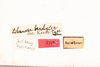 CollectionObject 1537339; 61d365f1-11bd-44b2-ab9d-920770231826: female, labels (syntype #1). (CollectionObject).