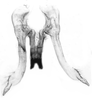 Connective: Male: connective and styles, ventral view. (Observation).