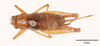 CollectionObject 1585750; 91730502-62e7-4c9a-8d27-fa79d894eea1: female, dorsal view (allotype). (CollectionObject).