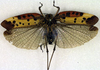 CollectionObject 1500251; d0cceb85-0478-496c-adf5-f295de71aa97: male, dorsal view (syntype). (CollectionObject).