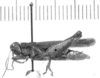 CollectionObject 1524027; 9a2d9f9c-dbe0-4ae2-9d0c-50f42175f2f9: male, lateral view (holotype). (CollectionObject).