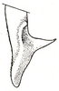 Orchelimum (Orchelimum) laticauda (Redtenbacher, 1891): Pl. III, Fig. 47 (specimen from Washington, D.C.). male left cercus, dorsal outline. (Otu).