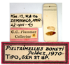 Other: !! display not done !! on Pieltainellus boneti Peláez, 1970: (Observation).