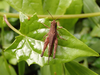 FieldOccurrence 187; 765b17d5-8979-42bb-994a-95bdfaf36421; Tanzania
summit Mount Vumari S Pare Mountains, 2019/02/16: female, dorsal view. (FieldOccurrence).