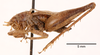 male, lateral view (syntype of Hapithus quadratus). Depicts CollectionObject 1523570; 6c55183b-6e98-4d31-91ea-3ac965817f6c, a CollectionObject.