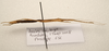 CollectionObject 1595843; 39db403f-1eb3-4635-aa49-efa4a8876873: copyright LKCNH Singapore. female, lateral view (paratype). (CollectionObject).;CollectionObject 1595844; 299e4fd2-270f-4910-a9c7-b4b5150c199f: copyright LKCNH Singapore. female, lateral view (paratype). (CollectionObject).