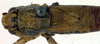 CollectionObject 1502000; ac599471-4fe1-4c9b-9161-e69fcfb975ce: male, dorsal view (paratype). (CollectionObject).