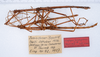 CollectionObject 1576626; ZMUH Eing. Nr. 92, 1937, 1cf148a6-a96e-4245-ad55-0619c28f88c7: copyright ZMUH, Hamburg. male (paratypes). (CollectionObject).