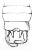 Decolya (Decolya) visenda Bolívar, 1900: Fig. 20b. male abdomen tip, dorsal view. (Otu).