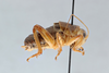 CollectionObject 2765670; CNCI 311957, 854432cc-df03-40ec-9b25-348670a05303: Cyphoderris strepitans. Lateral view. (CollectionObject).
