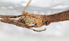 CollectionObject 1559087; NMW 216, 1d2ad33e-903b-4178-9a0a-f130a5b84d6b: copyright NMW, Vienna. female: head, ventral view (syntype). (CollectionObject).