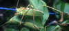 Platylyra californica Scudder, 1898: male. (Otu).