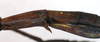 CollectionObject 1563977; cc9ce06e-48d7-4e45-b5d3-7e50a20a0deb: copyright J. Bresseel. female, preopercular organ (paratype). (CollectionObject).