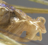 CollectionObject 1505883; 0a28199a-13ca-4420-bba7-cc786309cd7e: male abdomen tip, lateral view (syntype). (CollectionObject).;CollectionObject 1505884; e4ad7a68-92ad-43b9-a49c-2f62722b0196: male abdomen tip, lateral view (syntype). (CollectionObject).