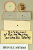 Epilampra grisea (De Geer, 1773): Holotype, female, labels, reverse. BMNH(E)#878064. (Otu).