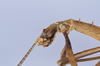 Asprenas dubius Carl, 1915: copyright NHBM, Basel. male: head, lateral view (syntype). (Otu).