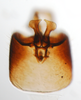 Pygofer, ventral view on Delphacodes shermani (Metcalf, 1923): (Observation).