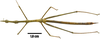 CollectionObject 1527793; c00c803b-22bb-4906-b8cf-3246bb72ed73: male, dorsal view (lectotype of Tetanorhynchus fornicator). (CollectionObject).