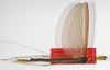 CollectionObject 1560612; f0c30491-3959-4ce1-a84b-b84f0a27f783: copyright ZMB, Berlin. male (syntype). (CollectionObject).