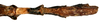 CollectionObject 1578598; 65c5b7c5-5073-473b-9c7b-3e94df8cff01: copyright ISNB, Brussels. female: end of abdomen, ventral view (paratype). (CollectionObject).
