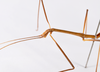 CollectionObject 1559355; 0193261d-2bb4-4e99-8f68-b498bec60f92: copyright ZMHB, Berlin. male: head & thorax, lateral view (holotype). (CollectionObject).