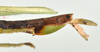 CollectionObject 1562805; 99696c7c-edd5-4da3-b08c-329470ef5285: copyright QMBA. female: end of abdomen, lateral view (holotype). (CollectionObject).