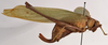 CollectionObject 1534629; bb18be66-d363-4e3f-9f38-58099e5cb291: female, lateral view (lectotype). (CollectionObject).