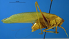 male, lateral view (paratype). Depicts CollectionObject 1595806; 5cd54674-9f18-4e02-834b-95198bdb97b6, a CollectionObject.