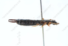 CollectionObject 2188560; 031202b1-5190-4197-b7b7-bd47aad63b97, IZCAS IOZ(E) 200564, IZCAS CSTR:19715.10.2111C0002601112780: Anechura modesta holotype CSTR: 19715.10.2111C0002601112780. Available at: http://museum.ioz.ac.cn/bbimgxx.aspx?pth=2111C0002601112780. (CollectionObject).
