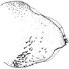 Pygofer appendages: Pygofer, lateral view. (Observation).