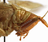 CollectionObject 1534717; 86706976-902c-4b4e-9edf-83cb5cf39104: female pronotum, lateral view (syntype). (CollectionObject).