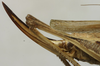 CollectionObject 1536009; 62099709-3525-4cbf-ba77-ea6b8b465b2d: ovipositor (syntype). (CollectionObject).