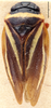 Habitus, dorsal view on Amberana vittipennis (Bergroth, 1894): (Observation).