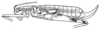 Apteroteleutias amoenus Beier, 1962: Fig. 6. female habitus (body length 24 mm, ovipositor 9.5 mm). (Otu).