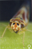 Head: !! display not done !! on Arboridia (Arboridia) parvula (Boheman, 1845): Face (female). (Observation).