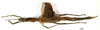 CollectionObject 1556969; 8334419e-f0ec-433f-a1b4-6522fc57a670: copyright MNHN, Paris. female (holotype). (CollectionObject).