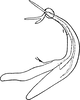 Aedeagus, lateral view on Edwardsiana iranicola Zakhvatkin, 1947: Aedeagus, lateral view. (Observation).