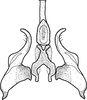 Stylus on Brazosa encrustada Pinedo-Escatel & Dietrich, 2020: style and connective, dorsal aspect. (Observation).