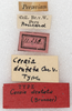 CollectionObject 1532182; NMW 11238, 1b7889fd-9eb3-47ef-b777-01ca479d409e: labels (holotype). (CollectionObject).