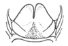 Ceuthophilus (Geotettix) fusiformis Scudder, 1894: fig. 770. male subgenital plate. (Otu).