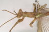 CollectionObject 1560887; NHMUK(SF IMPORT DUPLICATE) 845169, 41802941-4b62-4127-8252-8f41092590da: copyright Natural History Museum, London. male: head and thorax, lateral view (holotype). (CollectionObject).