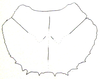 Batrachidacris rubridens (Uvarov, 1929): Fig. 14. female pronotum. (Otu).
