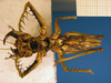 CollectionObject 1521421; 973d5e95-caba-4f5c-9ed6-22f54930b40c: male, ventral view (lectotype). (CollectionObject).