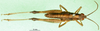 CollectionObject 1501302; d2dd59cd-18ee-4548-855d-8bdbbab5bef7: male, dorsal view (holotype). (CollectionObject).