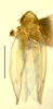 Habitus, dorsal view on Erythridula volucris (Beamer, 1930): Habitus (holotype of E. tomaneki Hepner, INHS collection). (Observation).