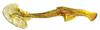 Stylus on Beltrana reticulata Gonçalves, Domahovski, Mejdalani & Takiya, 2021: Male holotype [USNM]: style, lateral view. (Observation).